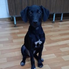 Подробнее об объявлении «Найдена собака щенок пойнтер английский Орехово-Зуево» Фото: найдена собака Пойнтер «Найдена собака щенок пойнтер английский...» в г. Орехово-Зуево