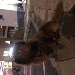 Подробнее об объявлении «Краснодар Найдена собака коричневая, черный ошейник» Фото: найдена собака  «Краснодар Найдена собака коричневая, черный...» в г. Краснодар