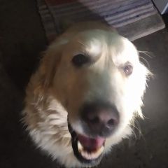 ����: ������� ������ �������� �������� �������� ������ ��������, ������� �����...� � �. ����� (���������� ���.)