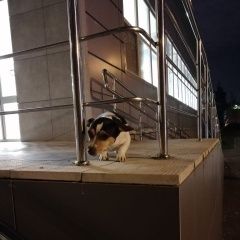 Подробнее об объявлении «Найдена собака Москва» Фото: найдена собака Джек рассел терьер «Найдена собака Москва» в г. Москва