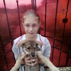 Подробнее об объявлении «Найдена собака Калуга» Фото: найдена собака  «Найдена собака Калуга» в г. Калуга