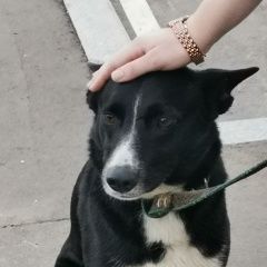 Подробнее об объявлении «Найдена собака кабель Москва» Фото: найдена собака  «Найдена собака кабель Москва» в г. Москва