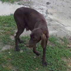 Подробнее об объявлении «Краснодар Найдена собака видели собаку» Фото: найдена собака Курцхаар «Краснодар Найдена собака видели собаку» в г. Краснодар