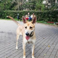 Подробнее об объявлении «Найдена собака девочка Москва» Фото: найдена собака  «Найдена собака девочка Москва» в г. Москва