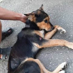 Подробнее об объявлении «Найдена собака верхние печеры, ул.богдановича Нижний Новгород» Фото: найдена собака  «Найдена собака верхние печеры, ул.богдановича...» в г. Нижний Новгород