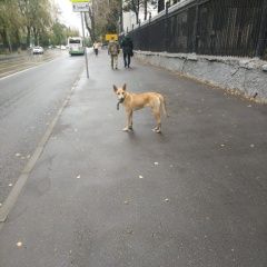 Подробнее об объявлении «Найдена собака обнаружена собака на улице авиамоторная Москва» Фото: найдена собака  «Найдена собака обнаружена собака на улице...» в г. Москва
