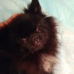 Подробнее об объявлении «Найдена собака кобель шпиц Москва» Фото: найдена собака Померанский шпиц «Найдена собака кобель шпиц Москва» в г. Москва