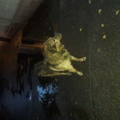 Подробнее об объявлении «Найдена собака кобель полярная, конечная трамвая Москва» Фото: найдена собака  «Найдена собака кобель полярная, конечная...» в г. Москва