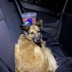 Подробнее об объявлении «Найдена собака Москва» Фото: найдена собака  «Найдена собака Москва» в г. Москва