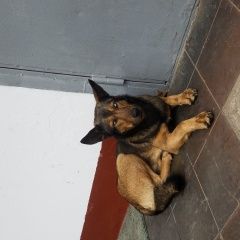 Подробнее об объявлении «Найдена собака кобель Москва» Фото: найдена собака  «Найдена собака кобель Москва» в г. Москва