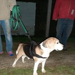 Подробнее об объявлении «Найдена собака кобель бигль мальчик Можайск» Фото: найдена собака Бигль «Найдена собака кобель бигль мальчик Можайск» в г. Можайск