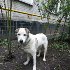 Подробнее об объявлении «Найдена собака Москва» Фото: найдена собака  «Найдена собака Москва» в г. Москва