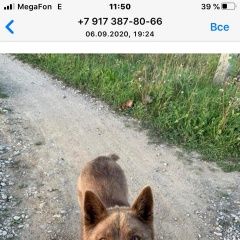 Подробнее об объявлении «Найдена собака кобель предположительно лайка Иглино» Фото: найдена собака  «Найдена собака кобель предположительно лайка...» в г. Иглино