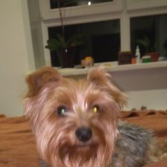 Подробнее об объявлении «Найдена собака йоркширский терьер Зеленоград» Фото: найдена собака Йоркширский терьер «Найдена собака йоркширский терьер Зеленоград» в г. Зеленоград