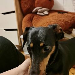 Подробнее об объявлении «Найдена собака Москва» Фото: найдена собака Такса «Найдена собака Москва» в г. Москва