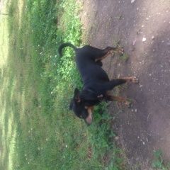 Подробнее об объявлении «Найдена собака кобель поймать не смогли той терьер? Москва» Фото: найдена собака Той-терьер «Найдена собака кобель поймать не смогли той...» в г. Москва