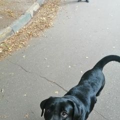 Подробнее об объявлении «Найдена собака кобель лабрадор ретривер Нижний Новгород» Фото: найдена собака Лабрадор ретривер «Найдена собака кобель лабрадор ретривер Нижний...» в г. Нижний Новгород