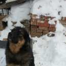 Подробнее об объявлении «Найдена собака в районе ресторана золотое руно Можайск» Фото: найдена собака  «Найдена собака в районе ресторана золотое руно...» в г. Можайск