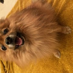 Подробнее об объявлении «Найдена собака кобель шпиц Москва» Фото: найдена собака Померанский шпиц «Найдена собака кобель шпиц Москва» в г. Москва