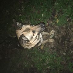 Подробнее об объявлении «Бронницы Найдена собака кобель в кожаном широком ошейнике» Фото: найдена собака  «Бронницы Найдена собака кобель в кожаном...» в г. Бронницы