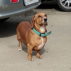 Подробнее об объявлении «Найдена собака кобель.. такса в нижнем новгород Нижний Новгород» Фото: найдена собака Такса «Найдена собака кобель.. такса в нижнем новгород...» в г. Нижний Новгород