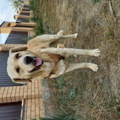 Подробнее об объявлении «Липецк Найдена собака кобель лабрадор» Фото: найдена собака Лабрадор ретривер «Липецк Найдена собака кобель лабрадор» в г. Липецк