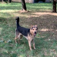 Подробнее об объявлении «Найдена собака кобель Москва» Фото: найдена собака  «Найдена собака кобель Москва» в г. Москва