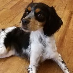 Подробнее об объявлении «Найдена собака метис спаниеля сука Голицыно (Московская обл.)» Фото: найдена собака Русский охотничий спаниель «Найдена собака метис спаниеля сука Голицыно...» в г. Голицыно (Московская обл.)