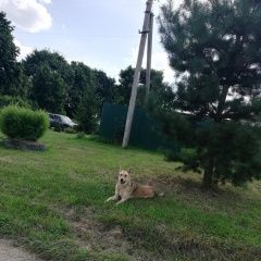 Подробнее об объявлении «Коломна Найдена собака ждет хозяина» Фото: найдена собака  «Коломна Найдена собака ждет хозяина» в г. Коломна