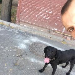 Подробнее об объявлении «Найдена собака кобель Ростов-на-Дону» Фото: найдена собака Лабрадор ретривер «Найдена собака кобель Ростов-на-Дону» в г. Ростов-на-Дону