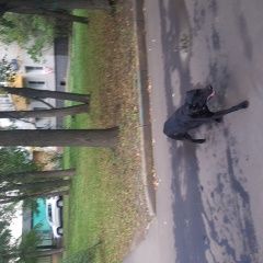 Подробнее об объявлении «Найдена собака Москва» Фото: найдена собака  «Найдена собака Москва» в г. Москва