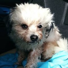 Подробнее об объявлении «Найдена собака кобель на ярославском шоссе, д. 2 Москва» Фото: найдена собака  «Найдена собака кобель на ярославском шоссе, д....» в г. Москва