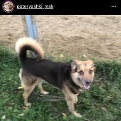 Подробнее об объявлении «Найдена собака кобель новогиреево Москва» Фото: найдена собака  «Найдена собака кобель новогиреево Москва» в г. Москва