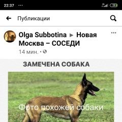 Подробнее об объявлении «Найдена собака замечена собака похожа на на малинуа Троицк» Фото: найдена собака  «Найдена собака замечена собака похожа на на...» в г. Троицк