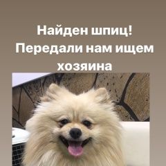 Подробнее об объявлении «Найдена собака кобель шпиц Москва» Фото: найдена собака Немецкий шпиц «Найдена собака кобель шпиц Москва» в г. Москва