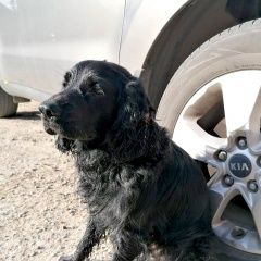 Подробнее об объявлении «Луховицы Найдена собака кобель спаниель» Фото: найдена собака Русский охотничий спаниель «Луховицы Найдена собака кобель спаниель» в г. Луховицы