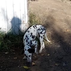 Подробнее об объявлении «Чита Найдена собака» Фото: найдена собака Далматин «Чита Найдена собака» в г. Чита