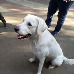 Подробнее об объявлении «Найдена собака кобель нашли собаку Москва» Фото: найдена собака  «Найдена собака кобель нашли собаку Москва» в г. Москва