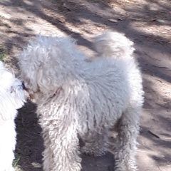 Подробнее об объявлении «Старая Купавна Найдена собака белого цвета с красным ошейником.» Фото: найдена собака  «Старая Купавна Найдена собака белого цвета с...» в г. Старая Купавна