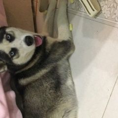 Подробнее об объявлении «Найдена собака хаски девочка Южно-Сахалинск» Фото: найдена собака Сибирская хаски «Найдена собака хаски девочка Южно-Сахалинск» в г. Южно-Сахалинск