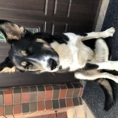 Подробнее об объявлении «Найдена собака Москва» Фото: найдена собака  «Найдена собака Москва» в г. Москва