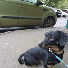 Подробнее об объявлении «Найдена собака кобель чёрная такса Москва» Фото: найдена собака Такса «Найдена собака кобель чёрная такса Москва» в г. Москва