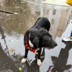 Подробнее об объявлении «Найдена собака Москва» Фото: найдена собака  «Найдена собака Москва» в г. Москва