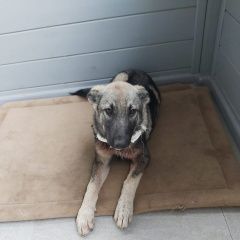 Подробнее об объявлении «Боровск Найдена собака кобель щенок метиса овчарки» Фото: найдена собака  «Боровск Найдена собака кобель щенок метиса овчарки» в г. Боровск