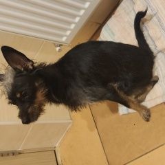 Подробнее об объявлении «Шереметьевский Найдена собака кобель пес» Фото: найдена собака  «Шереметьевский Найдена собака кобель пес» в г. Шереметьевский