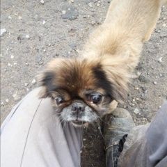 Подробнее об объявлении «Найдена собака кобель Липецк» Фото: найдена собака Пекинес «Найдена собака кобель Липецк» в г. Липецк