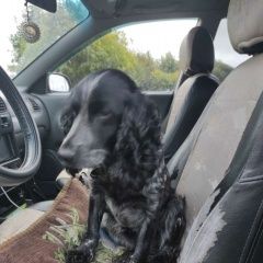 Подробнее об объявлении «Найдена собака кобель спаниель мамыри сосенское Москва» Фото: найдена собака Русский охотничий спаниель «Найдена собака кобель спаниель мамыри сосенское...» в г. Москва