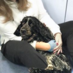 Подробнее об объявлении «Найдена собака кобель спаниель село хотеичи Орехово-Зуево» Фото: найдена собака Русский охотничий спаниель «Найдена собака кобель спаниель село хотеичи...» в г. Орехово-Зуево