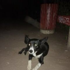 Подробнее об объявлении «Найдена собака кобель ждёт хозяина во дворе ул тархова 6 б Саратов» Фото: найдена собака  «Найдена собака кобель ждёт хозяина во дворе ул...» в г. Саратов