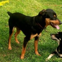 Подробнее об объявлении «Среднеуральск Найдена собака кобель» Фото: найдена собака  «Среднеуральск Найдена собака кобель» в г. Среднеуральск